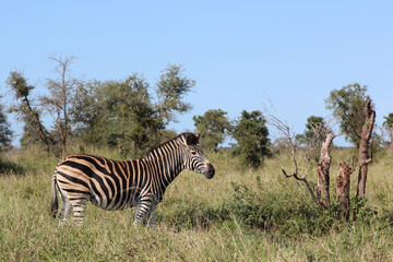 Steppenzebra / Burchell's zebra / Equus burchellii