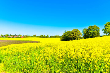 Obraz premium Rapsblüte im Mai in Damendorf (Norddeutschland)