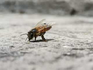 Bee CS