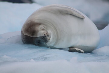 sleeping sea lion on iceberg in antarctica