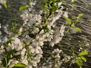 Pink cherry in spring Flowers with rain drops