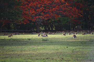 Australia- A Large Group of Wild Wallabies Feeding Under a Flowering Poinciana Tree