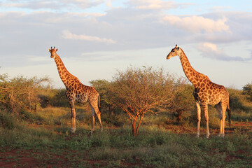 Giraffe / Giraffe / Giraffa camelopardalis