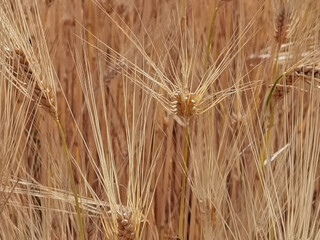 wheat ripe yellow sky blue  in summer