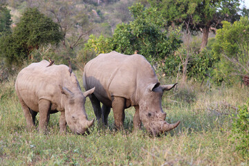Fototapeta premium Breitmaulnashorn und Rotschnabel-Madenhacker / Square-lipped rhinoceros and Red-billed oxpecker / Ceratotherium Simum et Buphagus erythrorhynchus.