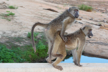 Bärenpavian / Chacma baboon / Papio ursinus