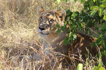 Afrikanischer Löwe / African lion / Panthera leo.