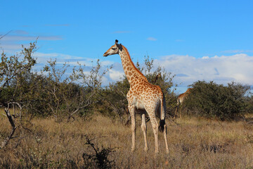 Giraffe / Giraffe / Giraffa camelopardalis