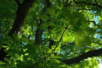 green leaves in sunlight