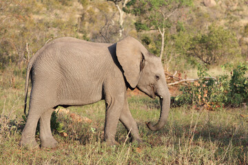 Afrikanischer Elefant / African elephant / Loxodonta africana.