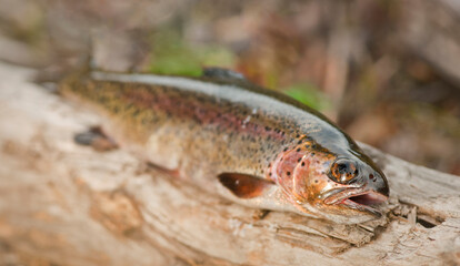 Fishing for the Pan - Rainbow Trout