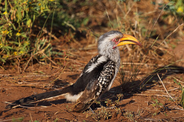 Südlicher Gelbschnabeltoko / Southern yellow-billed hornbill / Tockus leucomelas