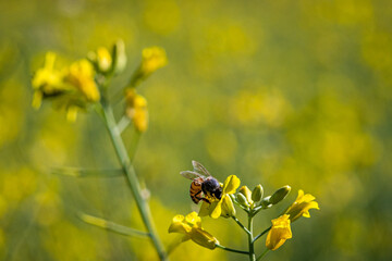 Abelha extraindo pólen da plantação de canola