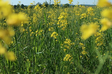Yellow rape field in Poland