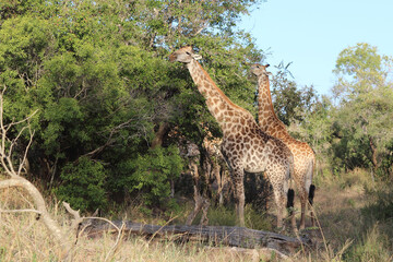 Giraffe / Giraffe / Giraffa camelopardalis