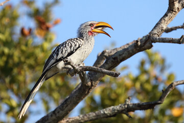 Südlicher Gelbschnabeltoko / Southern yellow-billed hornbill / Tockus leucomelas