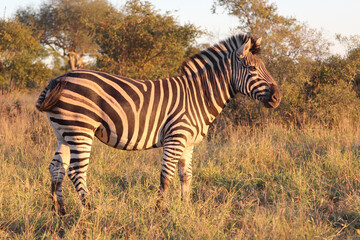 Steppenzebra / Burchell's zebra / Equus burchellii