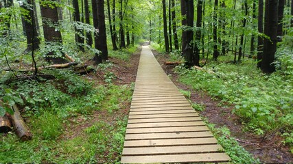A wooden footbridge in a green forest