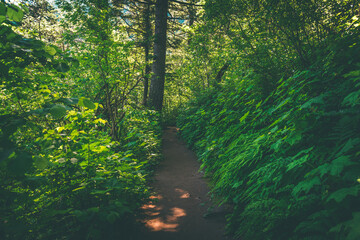Fototapeta premium Hiking trail through vibrant lush green forest in the Columbia River Gorge, Pacific Northwest