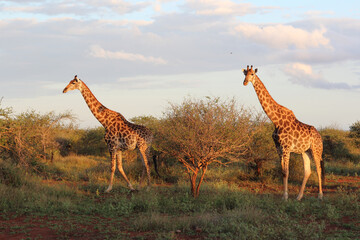 Giraffe / Giraffe / Giraffa camelopardalis