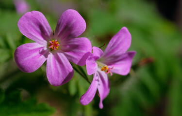 Fototapeta premium Geranium pink