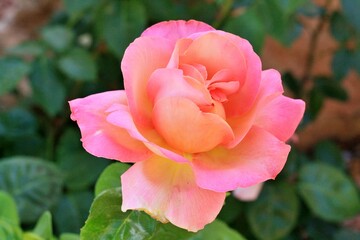 floral display roses marigolds snapdragons 
