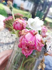 pink roses in a garden
