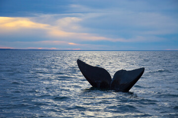 Southern Right whale tail, Puerto Madryn, Patagonia, Argentina