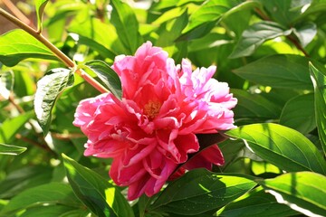 floral display roses marigolds snapdragons 