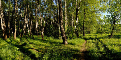 A summer walk through the forest, a beautiful panorama.