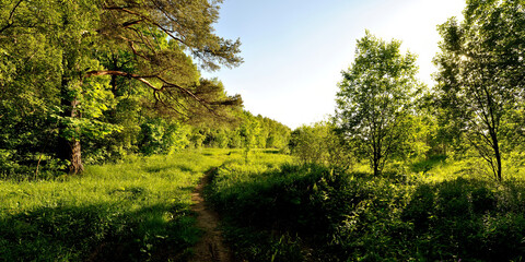 A summer walk through the forest, a beautiful panorama.