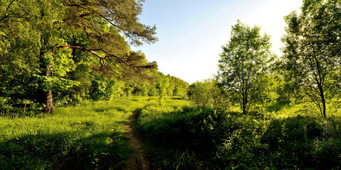Fototapeta na wymiar A summer walk through the forest, a beautiful panorama.
