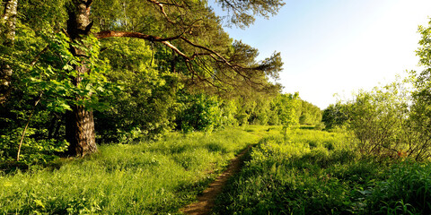 A summer walk through the forest, a beautiful panorama.
