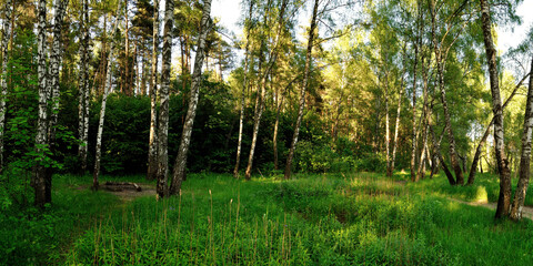Obraz premium A summer walk through the forest, a beautiful panorama.