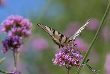 Verbena bonariensis vervain purpletop flowering plant with white black butterfly scarce swallowtail Iphiclides podalirius