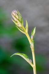 Hosta tardiva cultivated ornamental flowers starting to bloom, beautiful flowering plants with buds