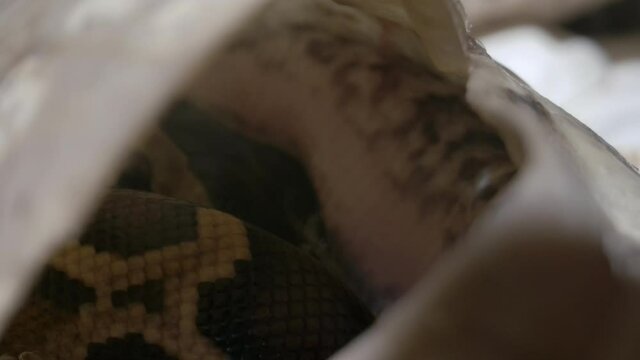 Tiny snake inside egg being born