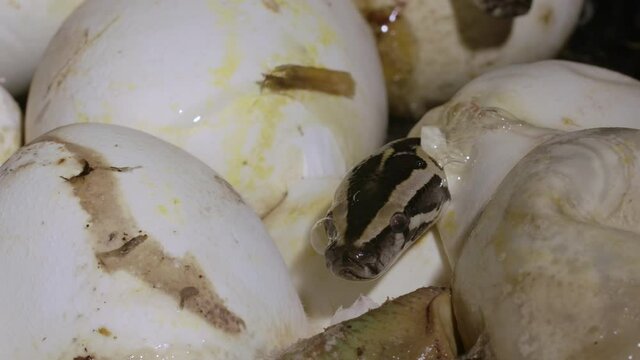Tiny python emerging from nest of eggs