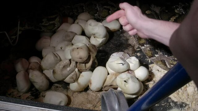 Zookeepers overseeing a clutch of python eggs that are hatching