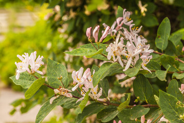 Honeysuckle in full bloom