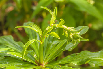 Bud lily martagon  with water drops.