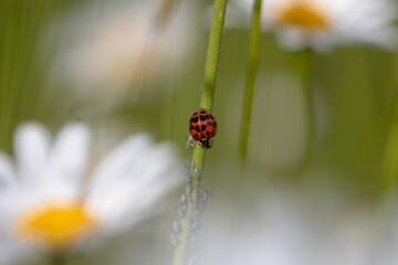 Marienkäfer in der Wiese