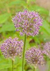 Allium blooming   with purple balls  in garden