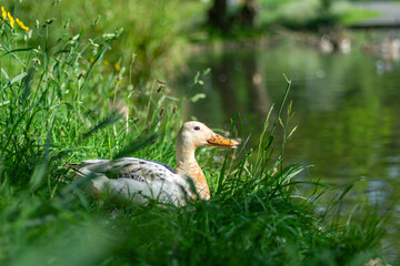 duck in the grass