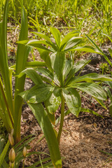 Lilium martagon  in spring garden
