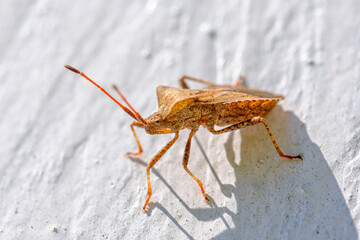 an orange-brown leather bug crawls on a white wooden wall