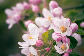 Fototapeta premium Apple blossoms close up. Pink flowers with yellow stamens