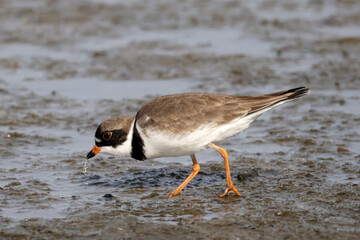 Semi palmated plover digging for food in mud at lakefront on sunny summer day