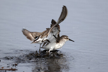 Semi Palmated Sandpipers feeding, eating, hunting for food, wading at beach and sometimes fighting nastily for  feeding spots. Feeding on an overcast and misty day in summer at the lake