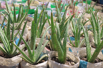 Alovera trees in the garden